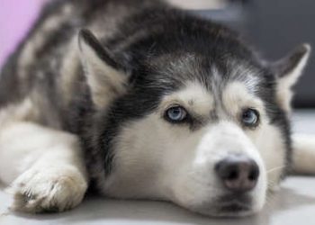 El dueño de una joyería simula un asalto para poner a prueba a su perro guardián (pero su reacción no es la que esperaba)