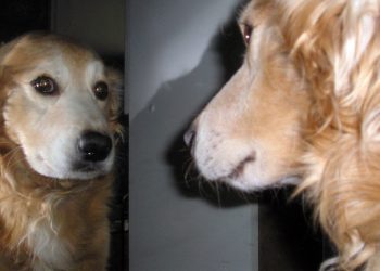 Una curiosa prueba descubre en perros una habilidad previamente desconocida