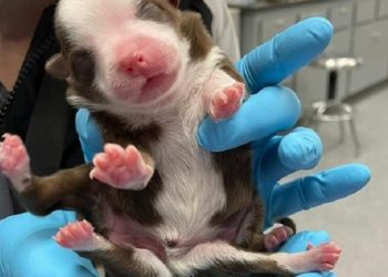Perrita nacida con 6 patas reta a la comunidad científica desde Oklahoma