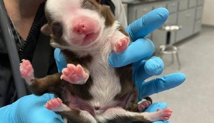 Perrita nacida con 6 patas reta a la comunidad científica desde Oklahoma