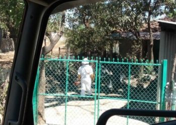 Niño de 3 años es atacado por un enjambre de abejas alborotadas