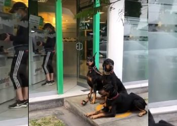Captan a mujer mientras va al cajero custodiada por tres dóberman para no ser asaltada