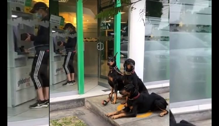 Captan a mujer mientras va al cajero custodiada por tres dóberman para no ser asaltada