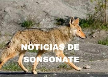 Habitantes de Sonsonate reportan aumento de coyotes en las cercanías de granjas