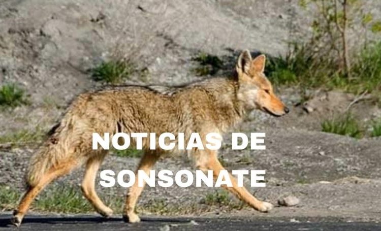 Habitantes de Sonsonate reportan aumento de coyotes en las cercanías de granjas