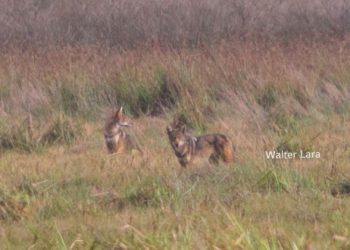 Fotógrafo capta manada de coyotes libres en territorio salvadoreño