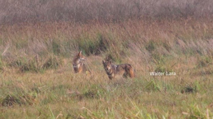 Fotógrafo capta manada de coyotes libres en territorio salvadoreño