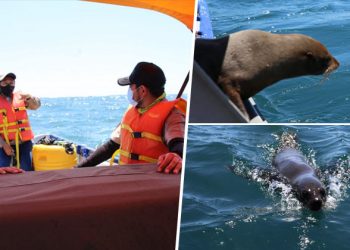 Medio Ambiente libera a lobo marino que llegó días atrás a costas salvadoreñas