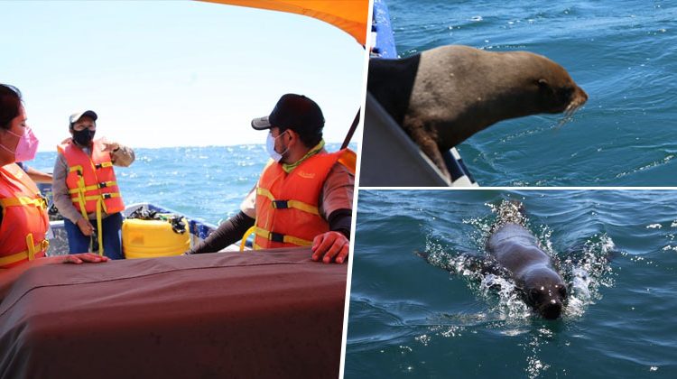 Medio Ambiente libera a lobo marino que llegó días atrás a costas salvadoreñas