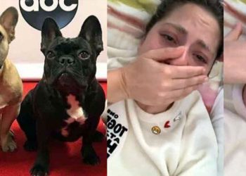 Lady Gaga continúa devastada por el secuestro de sus perros