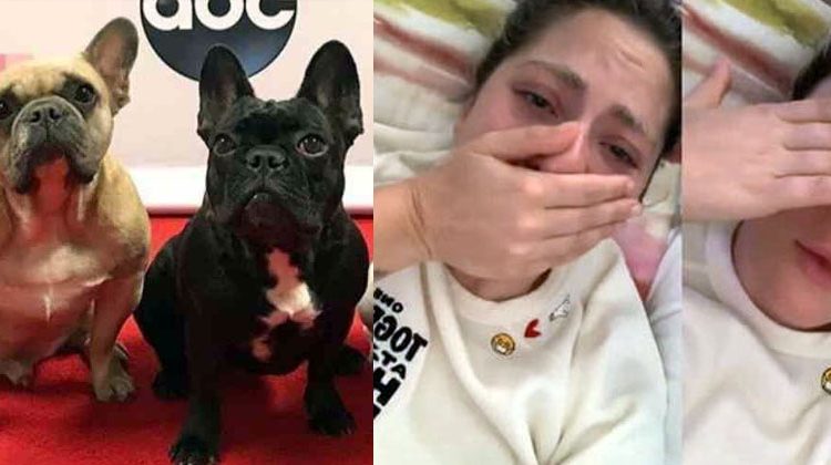 Lady Gaga continúa devastada por el secuestro de sus perros