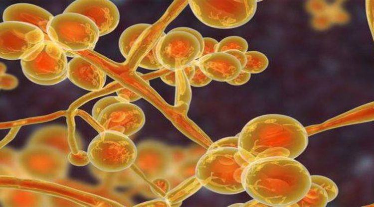 Próxima pandemia podría ser por hongo potencialmente letal