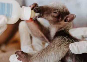 Atienden a cría de oso hormiguero hallada tras una quema de siembra de azúcar