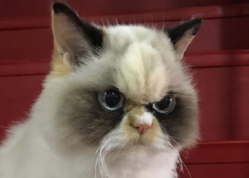 “Estoy muy decepcionada”: Enseña a ‘hablar’ a su gata y esta se queja de la música que escucha
