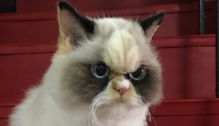 “Estoy muy decepcionada”: Enseña a ‘hablar’ a su gata y esta se queja de la música que escucha