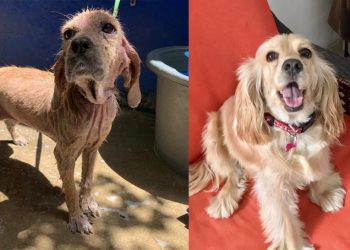 Salvadoreños comparten fotografías del antes y después del rescate de sus perros y gatos