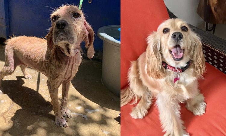 Salvadoreños comparten fotografías del antes y después del rescate de sus perros y gatos