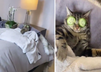 Un gato ‘adicto al spa’ defiende con uñas y dientes sus sesiones de relajación