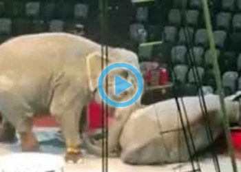 Elefantes de un circo se pelean en plena función y generan zozobra entre el público
