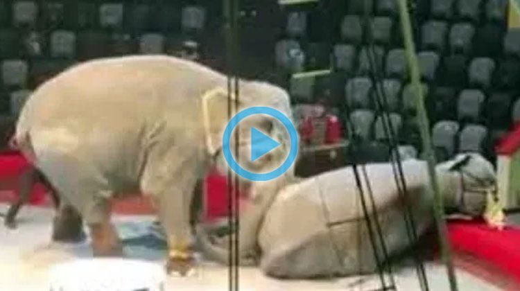 Elefantes de un circo se pelean en plena función y generan zozobra entre el público