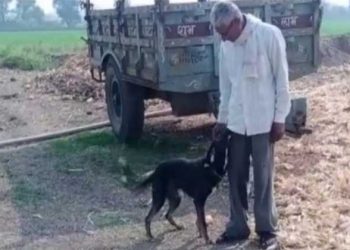 Hombre deshereda a sus hijos y coloca a su perro en el testamento