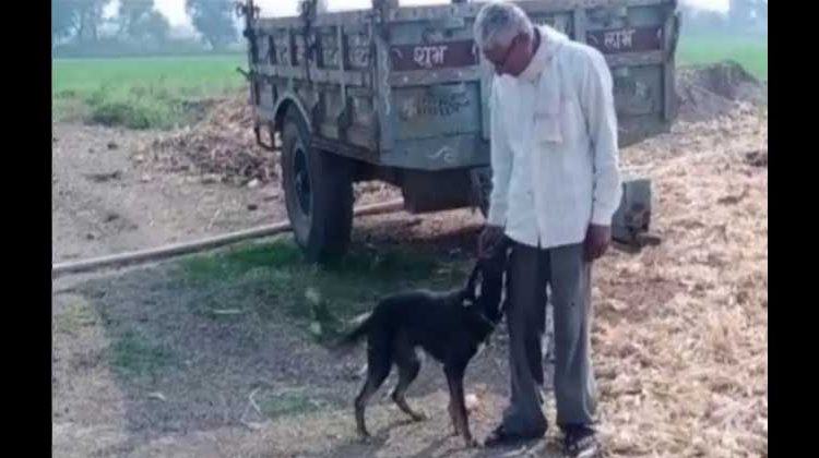 Hombre deshereda a sus hijos y coloca a su perro en el testamento
