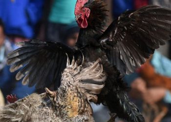 Gallo acaba con la vida de su dueño durante una pelea clandestina