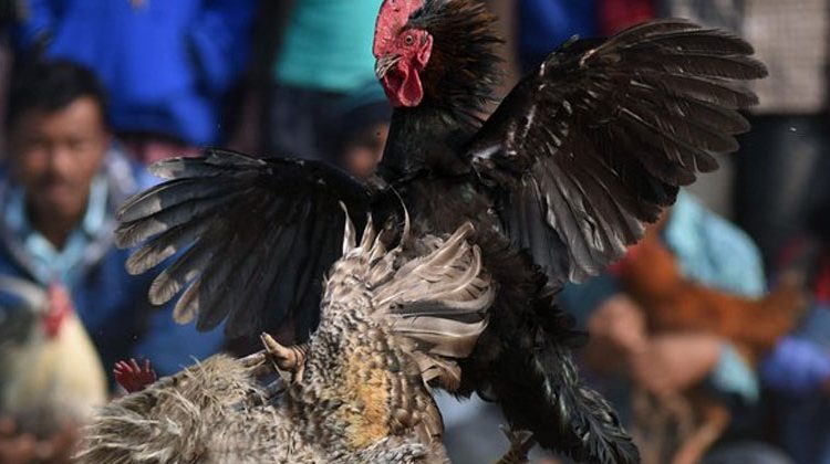 Gallo acaba con la vida de su dueño durante una pelea clandestina