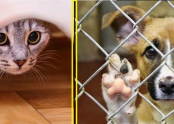 Australia impondrá cárcel y multas de hasta $34 mil para los que maltraten animales