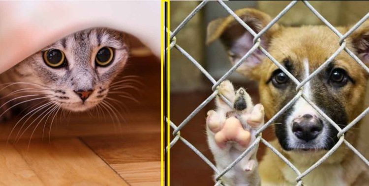 Australia impondrá cárcel y multas de hasta $34 mil para los que maltraten animales
