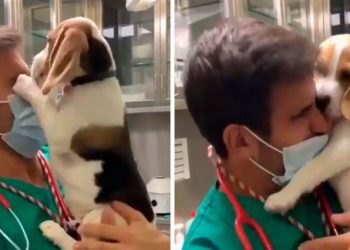 Cachorro se emocionó al ver de nuevo a su veterinario: Le dio un besito por cada día de cuarentena