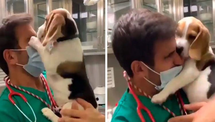 Cachorro se emocionó al ver de nuevo a su veterinario: Le dio un besito por cada día de cuarentena