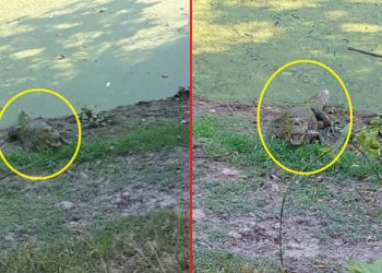 Dos cocodrilos crean pánico en pobladores de Chalatenango