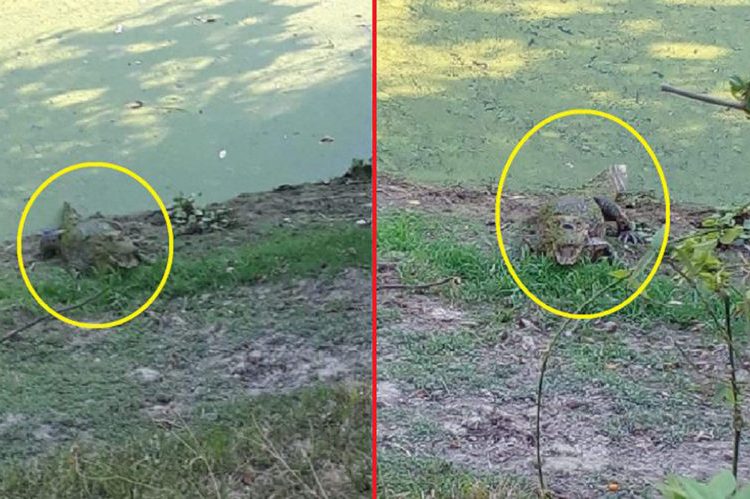 Dos cocodrilos crean pánico en pobladores de Chalatenango
