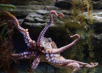 Pulpo “furioso” golpea con sus tentáculos a bañista en inusual ataque grabado en playa de Australia