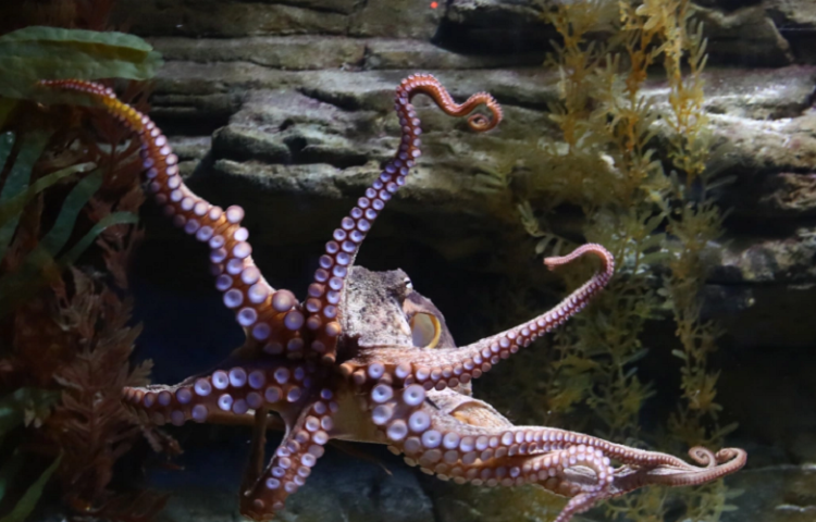 Pulpo “furioso” golpea con sus tentáculos a bañista en inusual ataque grabado en playa de Australia