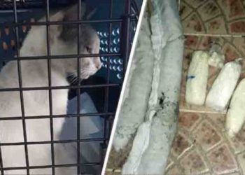 Detienen a gato cuando intentaba ingresar a centro penitenciario con droga