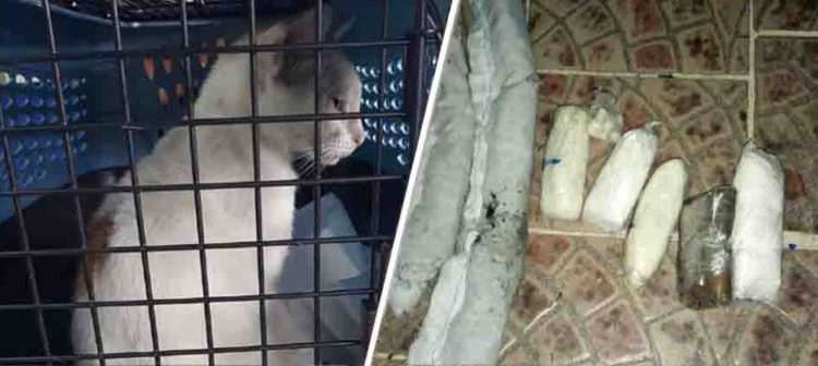 Detienen a gato cuando intentaba ingresar a centro penitenciario con droga