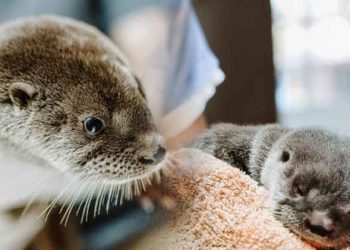 Medio Ambiente rescata cría de nutria en Santa Ana, espécimen en peligro de extinción en el país