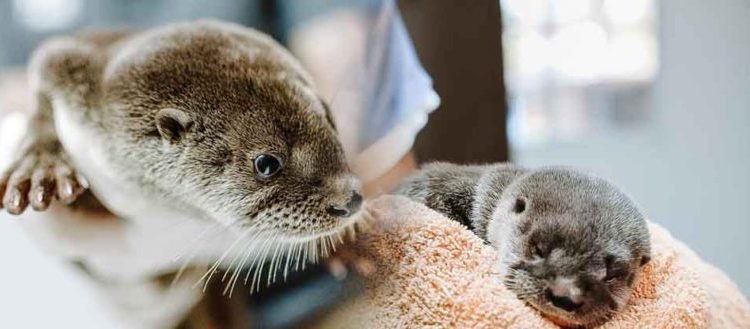 Medio Ambiente rescata cría de nutria en Santa Ana, espécimen en peligro de extinción en el país