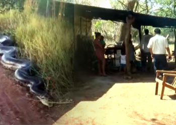 Habitantes de una comunidad de Acajutla aseguran que una enorme serpiente merodea sus viviendas