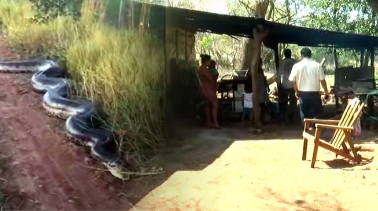 Habitantes de una comunidad de Acajutla aseguran que una enorme serpiente merodea sus viviendas