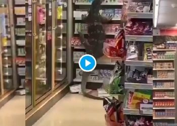 Un lagarto gigante entra a una tienda sembrando el terror entre los clientes