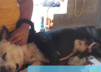 Familia salvadoreña vende sus pertenencias para salvarle la vida a su perrito, el cual requiere una operación