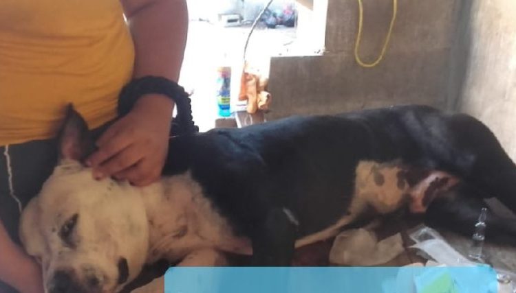 Familia salvadoreña vende sus pertenencias para salvarle la vida a su perrito, el cual requiere una operación
