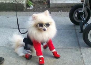 Los motivos por los que es negativo humanizar a nuestras mascotas y darles demasiado afecto