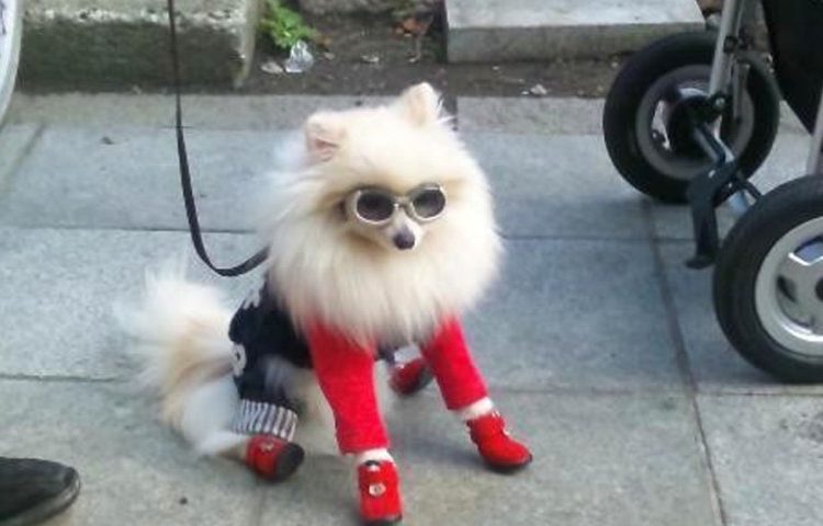 Los motivos por los que es negativo humanizar a nuestras mascotas y darles demasiado afecto