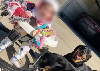 Bebé de 10 meses muere tras ser atacada por dos perros de su papá