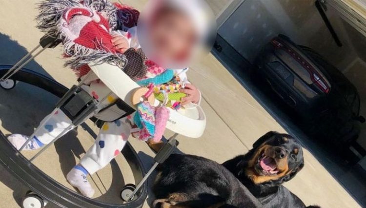 Bebé de 10 meses muere tras ser atacada por dos perros de su papá
