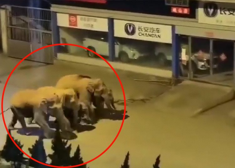 Una manada de elefantes continúa su viaje durante 6 meses cruzando carreteras y ciudades en China